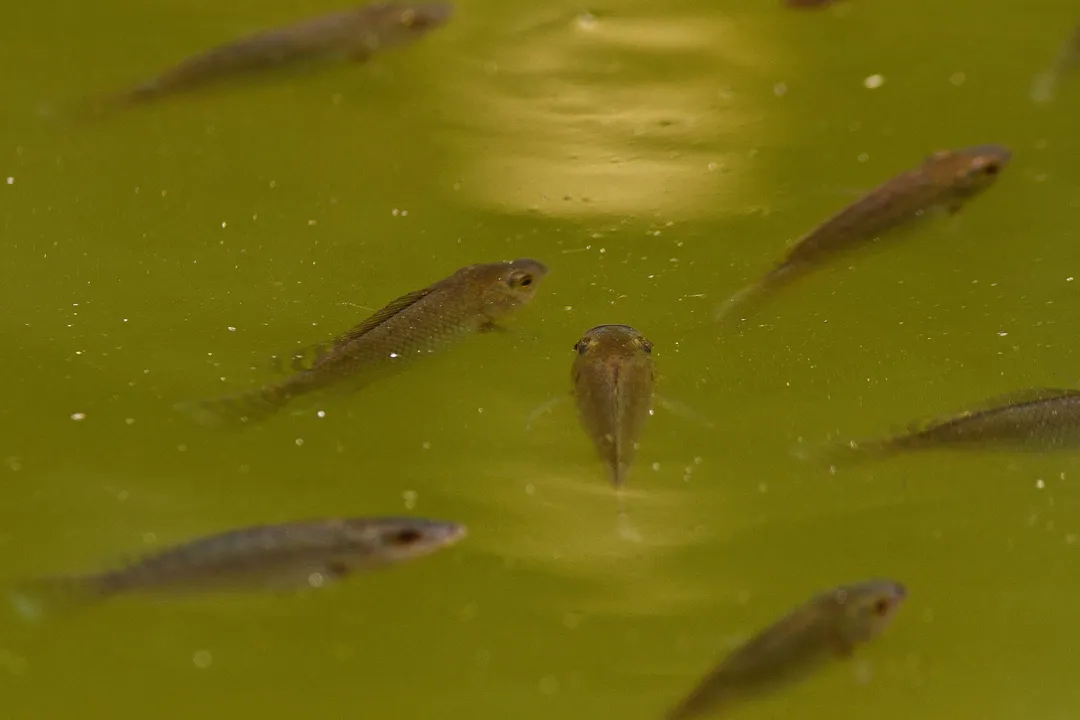 What are some interesting facts about the Nile perch?, Native Range