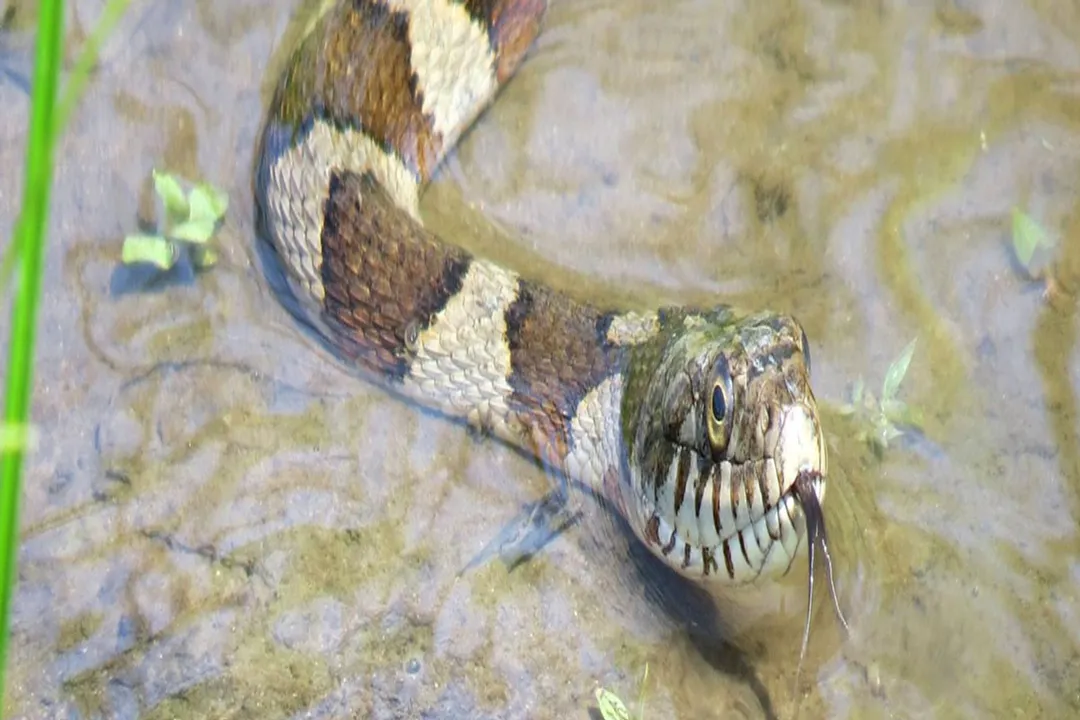 What are some interesting facts about the northern water snake?