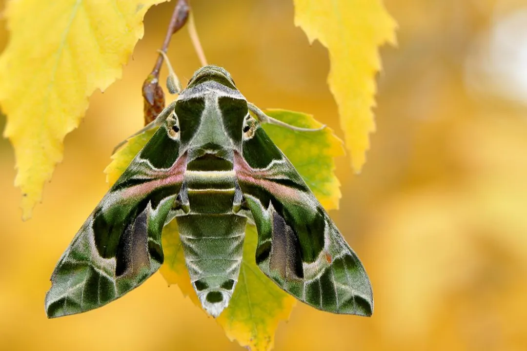 What are some interesting facts about the oleander hawk moth?, Toxic Sustenance