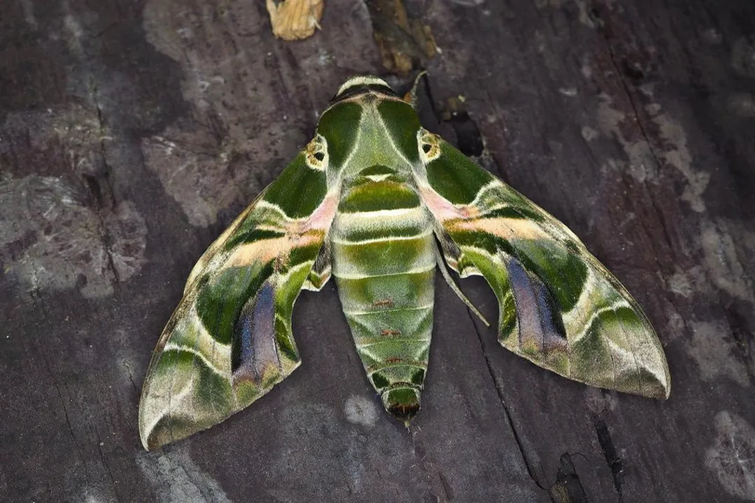What are some interesting facts about the oleander hawk moth?, Visual Impression