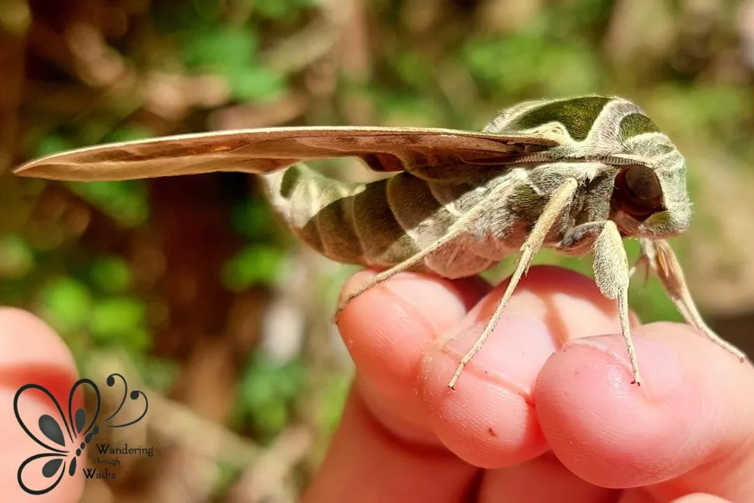 What are some interesting facts about the oleander hawk moth?