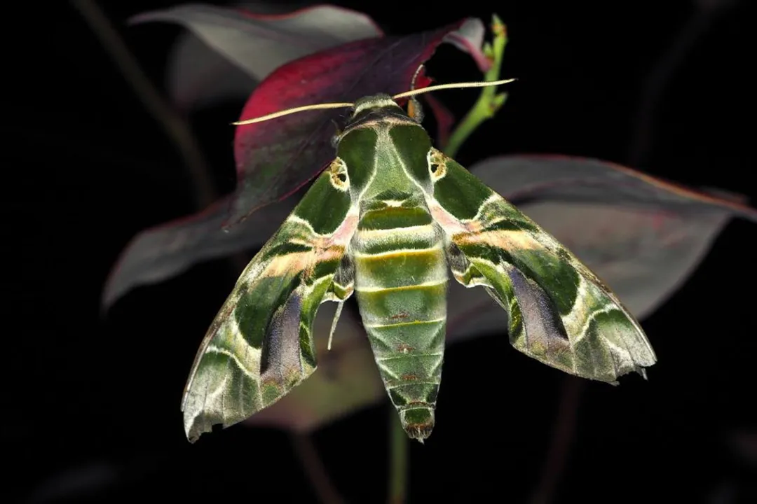 What are some interesting facts about the oleander hawk moth?, Geographic Reach