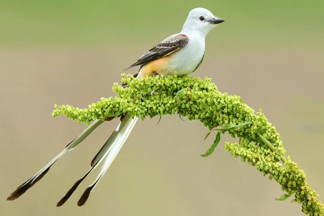What are some interesting facts about the Scissortail bird?, Tail Streamers
