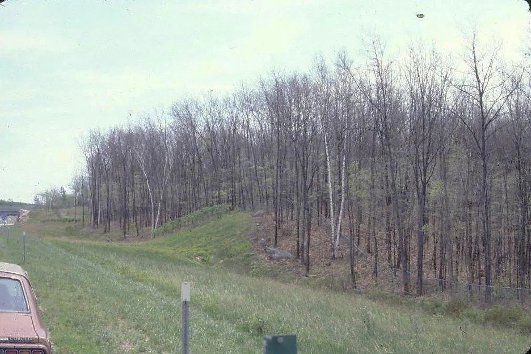 What are some interesting facts about the spongy moth?, Life Stages