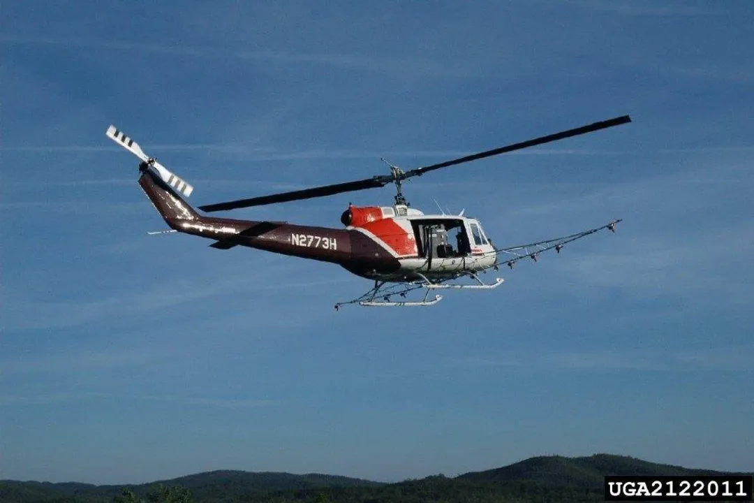 What are some interesting facts about the spongy moth?, A Name Change