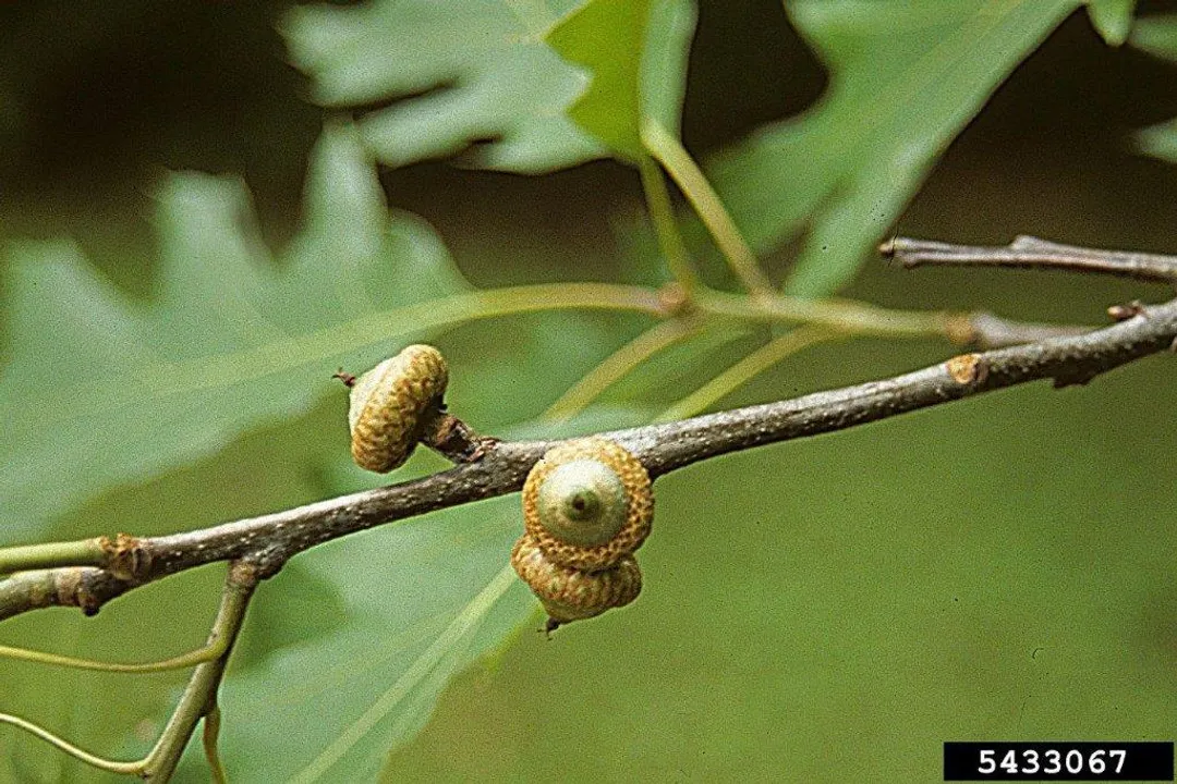 What are some interesting facts about the spongy moth?, Origins and Spread