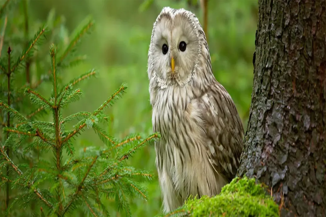 What are some interesting facts about the Ural Owl?