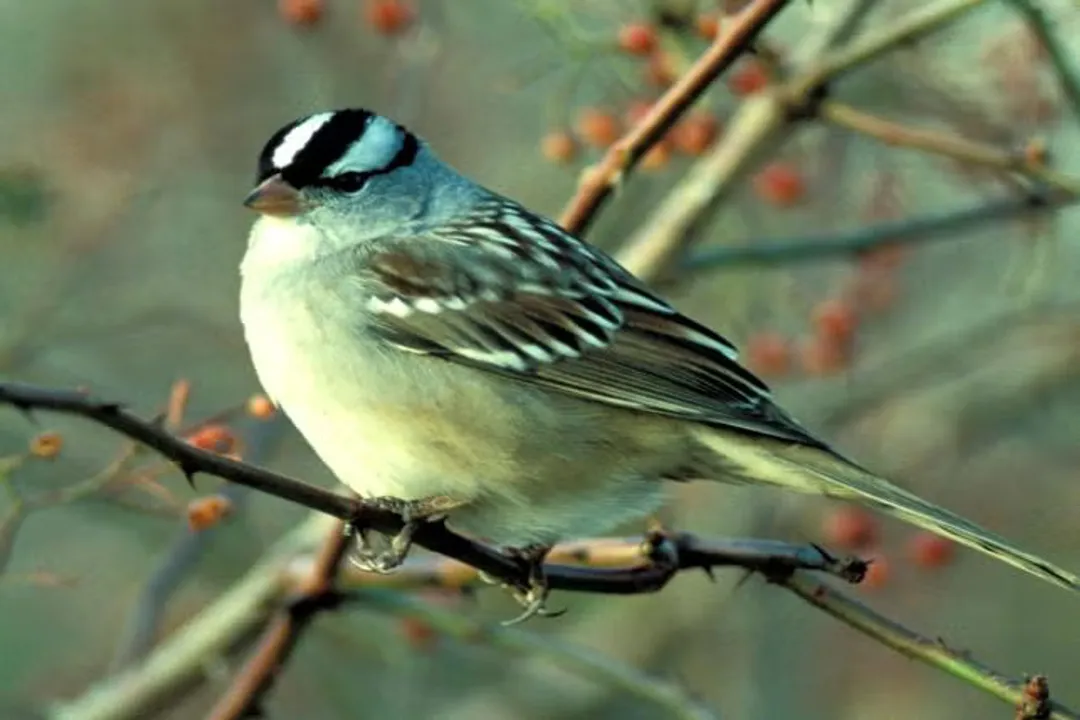 What are some interesting facts about the white-crowned sparrow?, Head Markings