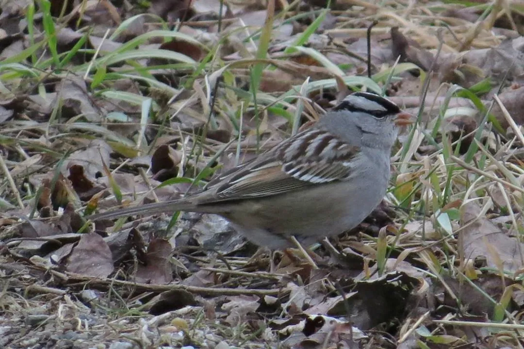 What are some interesting facts about the white-crowned sparrow?, Vocal Expertise
