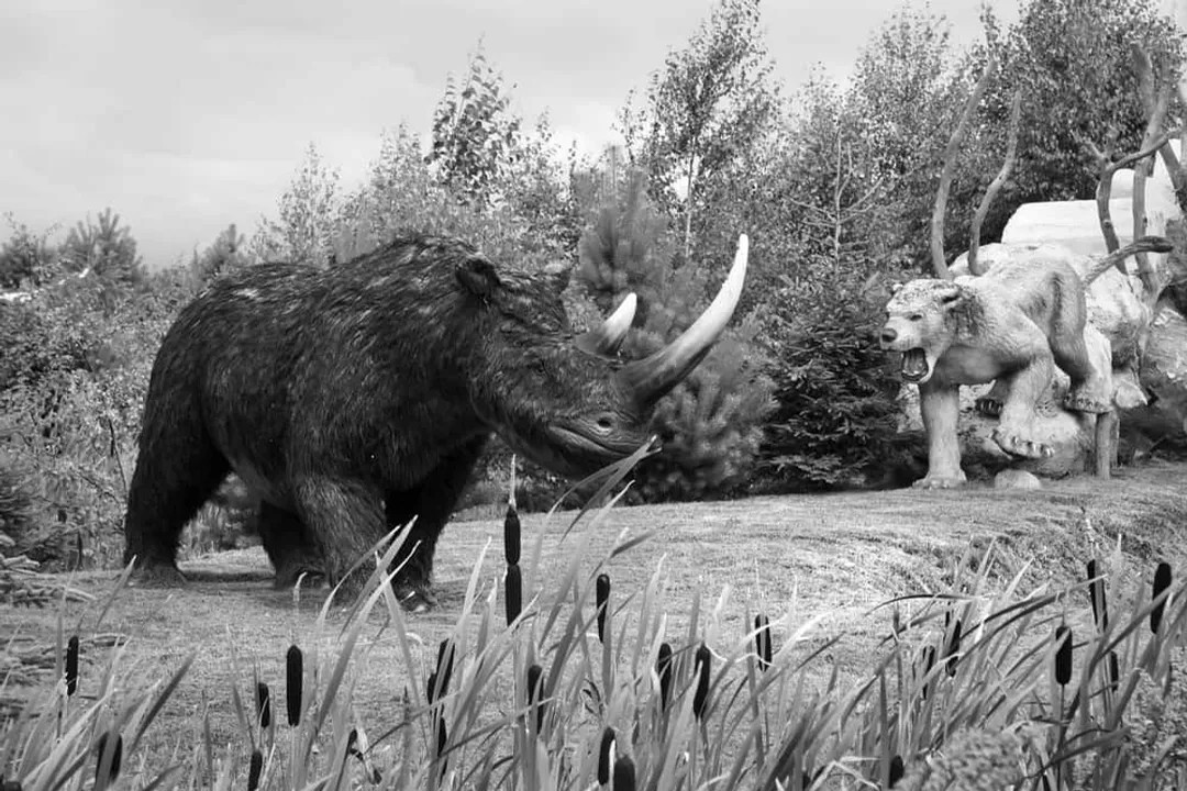 What are some interesting facts about the woolly rhinoceros?, Spade Horn