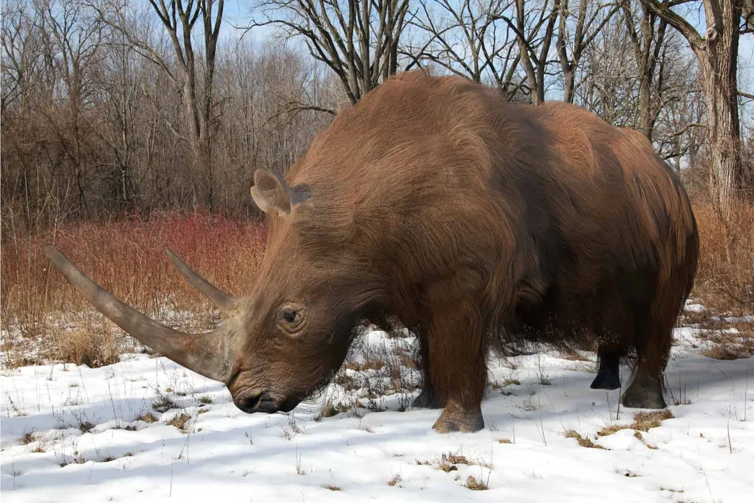 What are some interesting facts about the woolly rhinoceros?, Size Reality