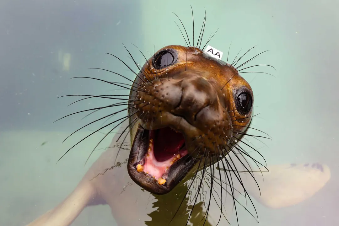 What are the adaptations of a grey seal?, Staying Warm