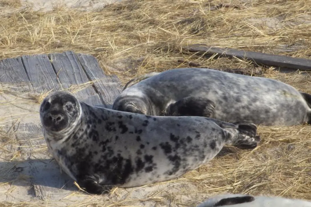 What are the adaptations of a grey seal?