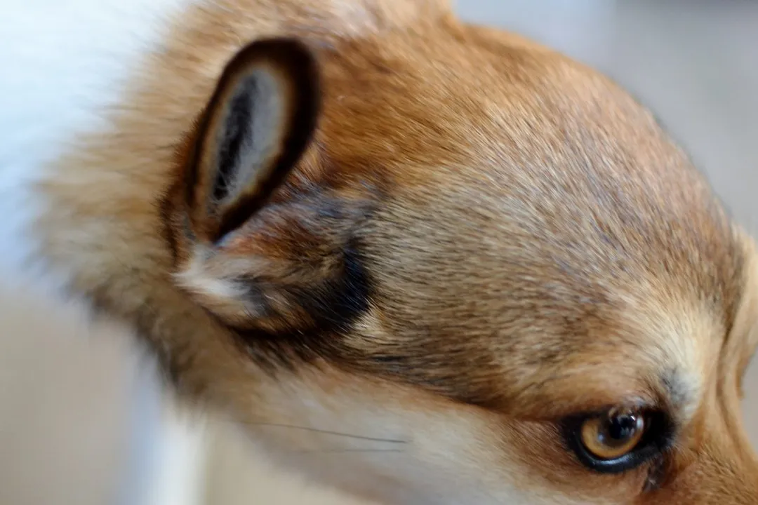 What are the adaptations of a Norwegian Lundehund?, Ear Closure