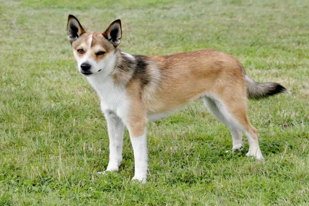 What are the adaptations of a Norwegian Lundehund?, Coat Structure