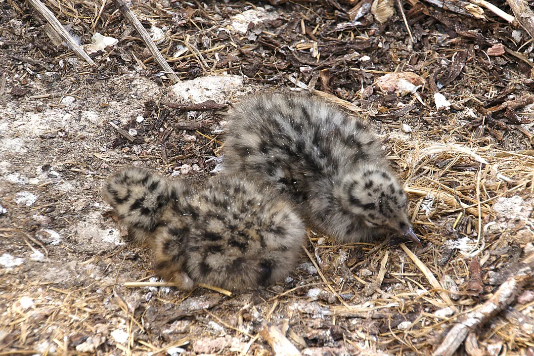 What are the adaptations of a tiger snake?, Specialized Feeding