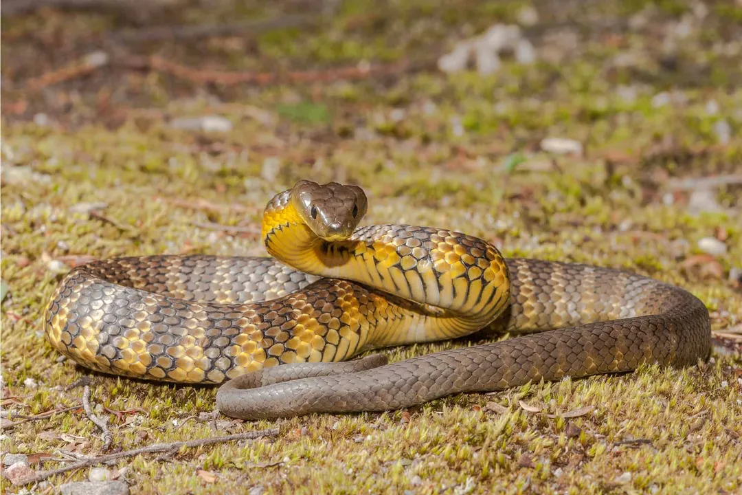 What are the adaptations of a tiger snake?, Defensive Postures