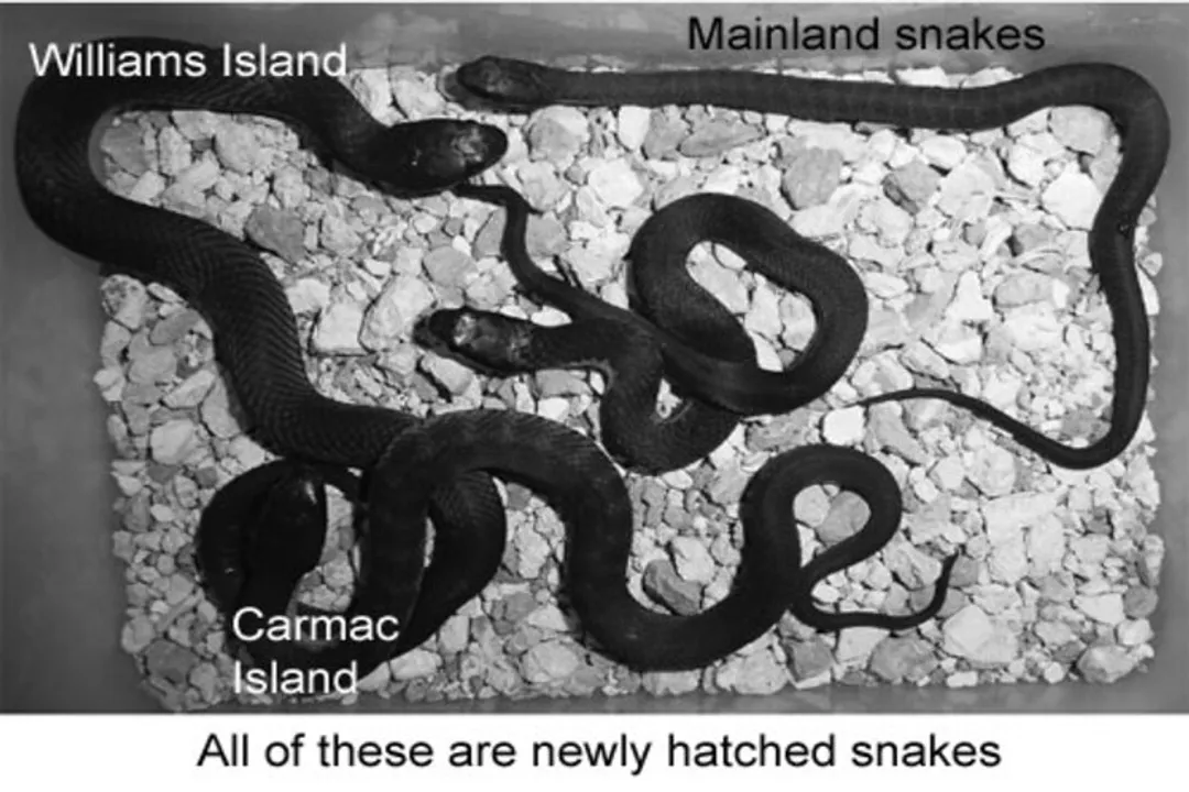 What are the adaptations of a tiger snake?, Physical Traits