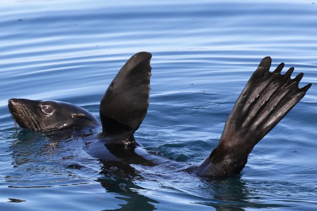 What are the adaptations of the fur seal?, Insulation Defense