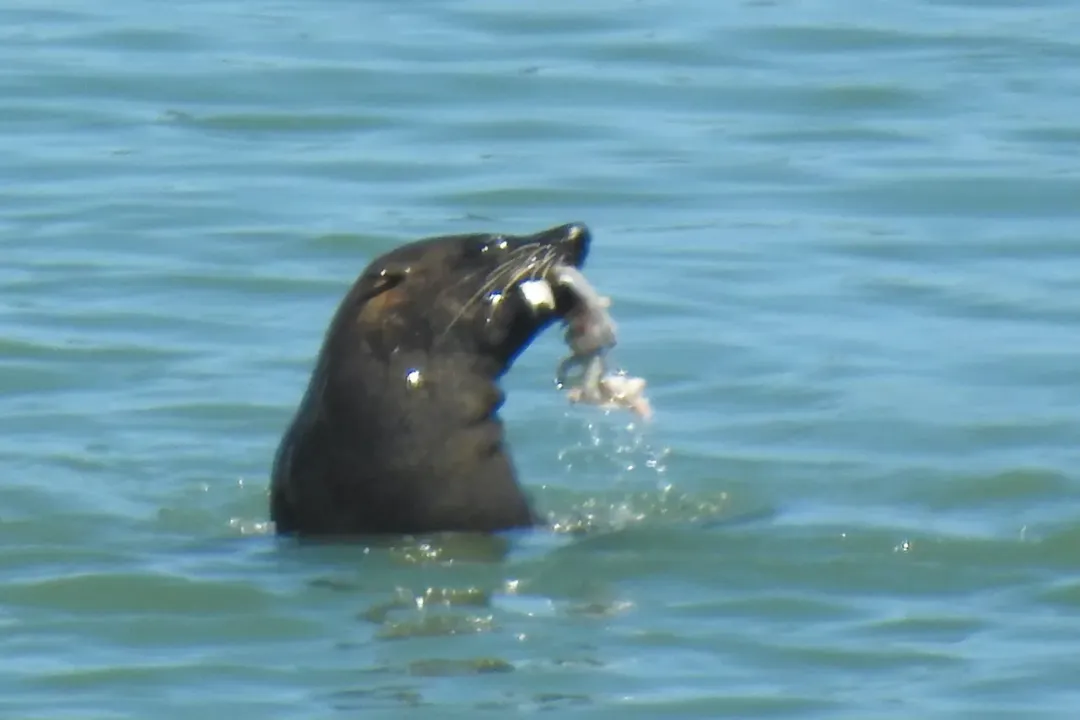 What are the adaptations of the fur seal?, Eared Otariids