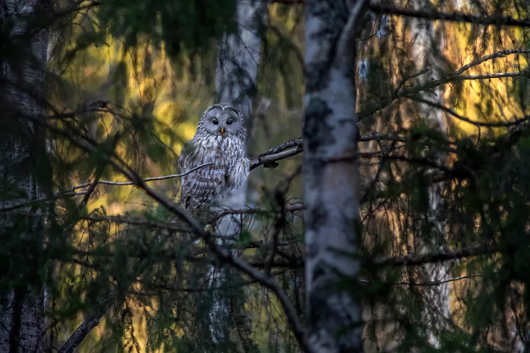 What are the adaptations of the Ural Owl?, Silent Flight