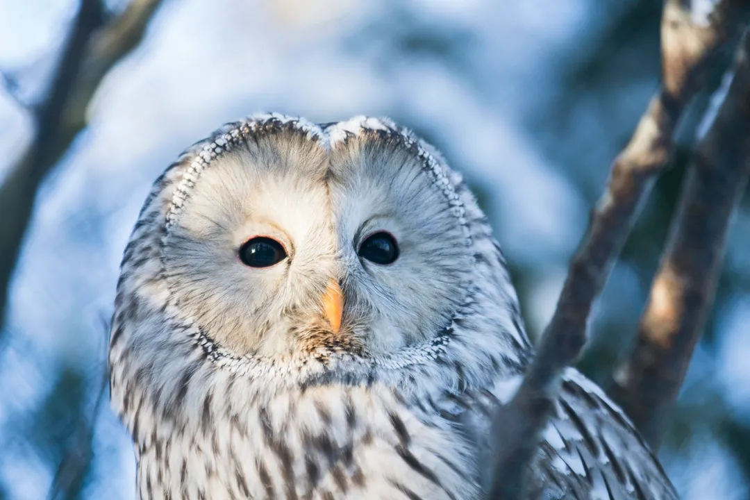What are the adaptations of the Ural Owl?