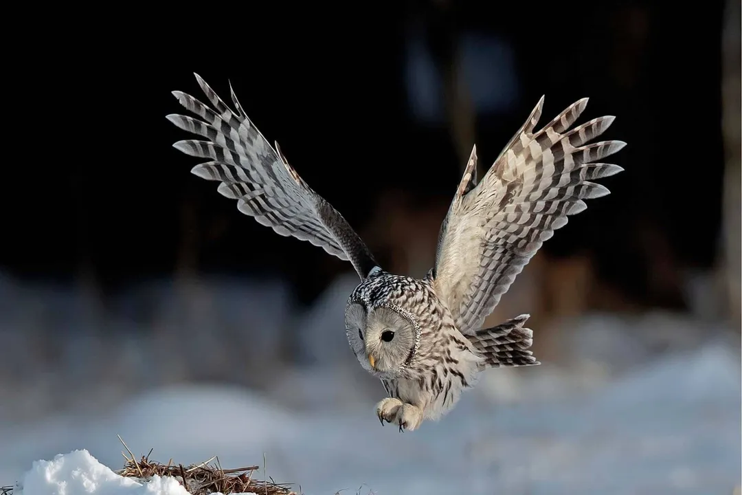 What are the adaptations of the Ural Owl?, Plumage Camouflage
