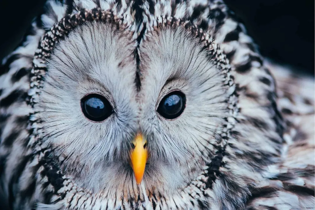 What are the adaptations of the Ural Owl?, Sensory Precision