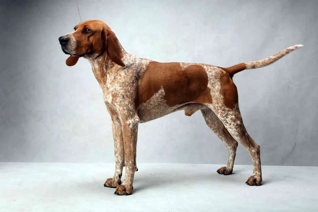 What are the ancestors of the coonhound?
