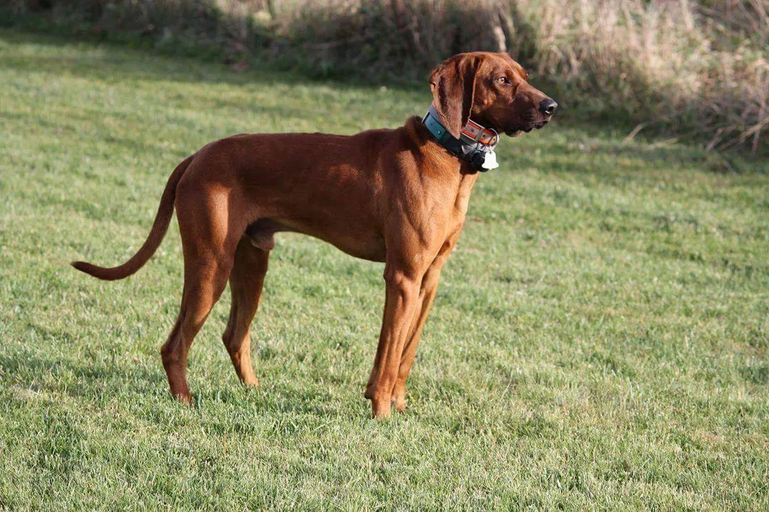 What are the ancestors of the coonhound?, Lineage Breakdown
