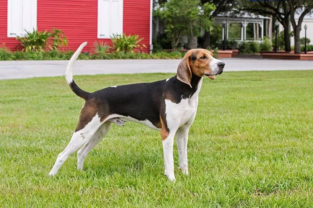 What are the ancestors of the coonhound?, Southern Selection