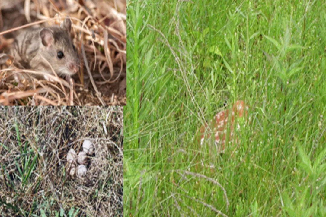 What are the benefits of tall grass?, Turf Health