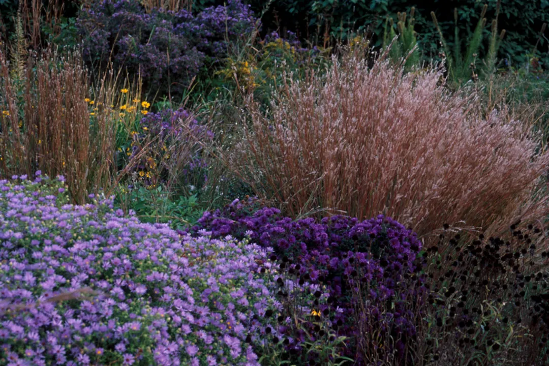 What are the benefits of tall grass?