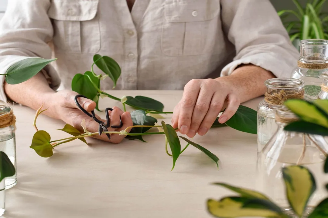 What are the challenges of propagation?, Medium Mismanagement