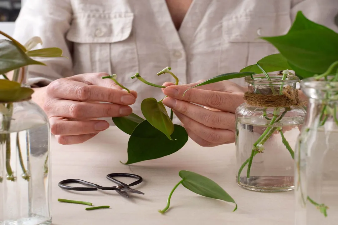 What are the challenges of propagation?, Environmental Stressors