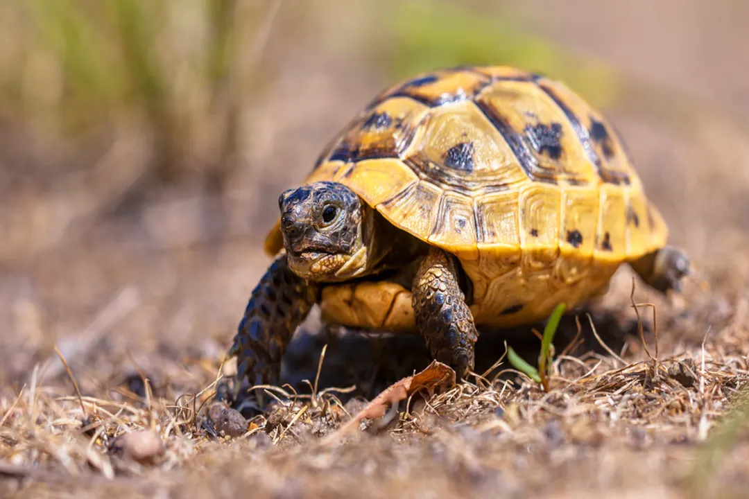 What are the character traits of the tortoise?, Temperament Observation