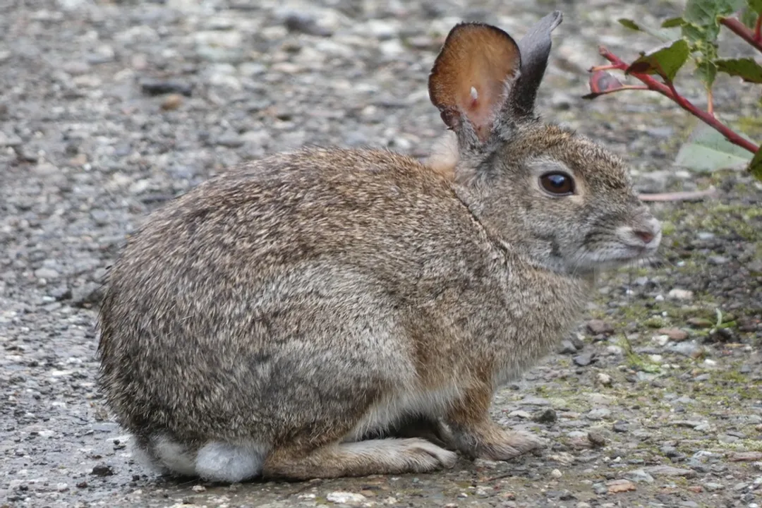 What are the characteristics of a brush rabbit?, Daily Routine