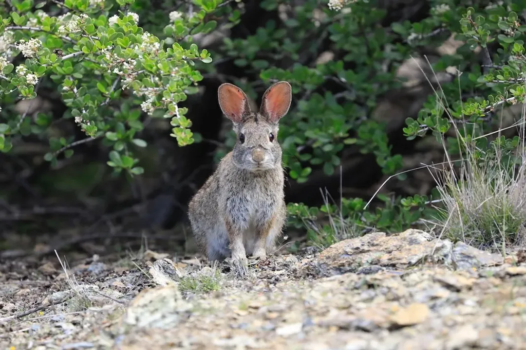 What are the characteristics of a brush rabbit?, Thicket Dweller