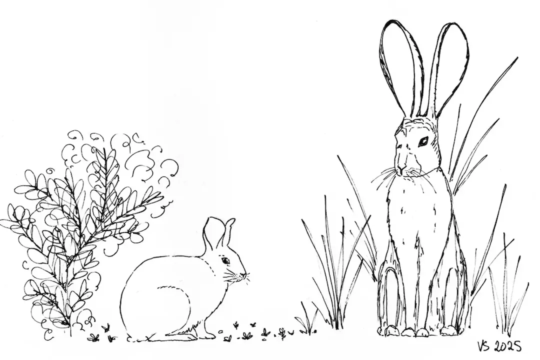 What are the characteristics of a brush rabbit?