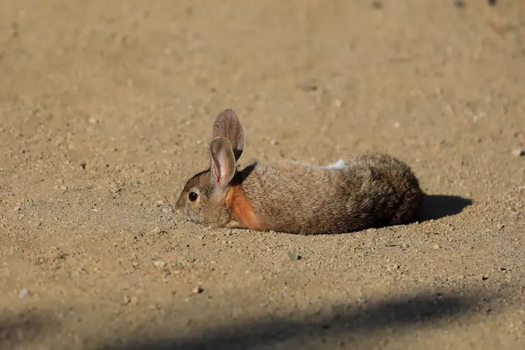 What are the characteristics of a brush rabbit?, Size and Fur