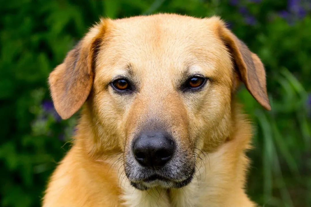 What are the characteristics of a Chinook dog?, Stature and Appearance