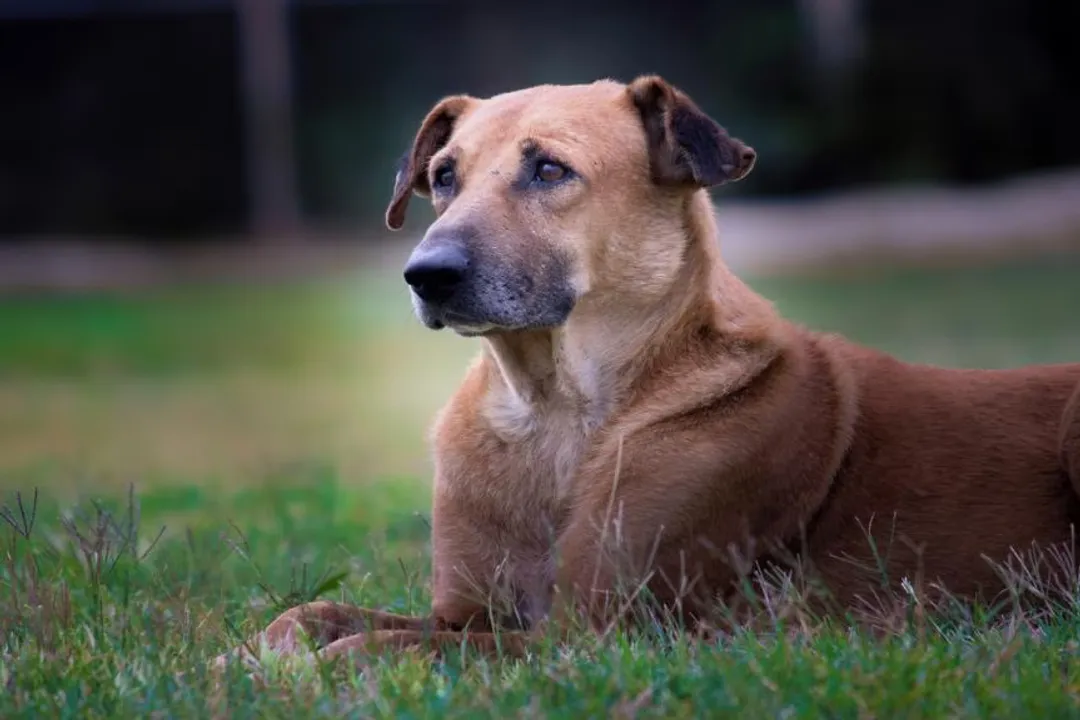 What are the characteristics of a Chinook dog?