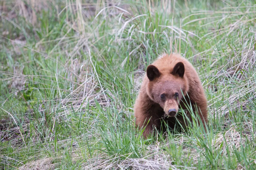 What are the characteristics of a cinnamon bear?, Physical Characteristics