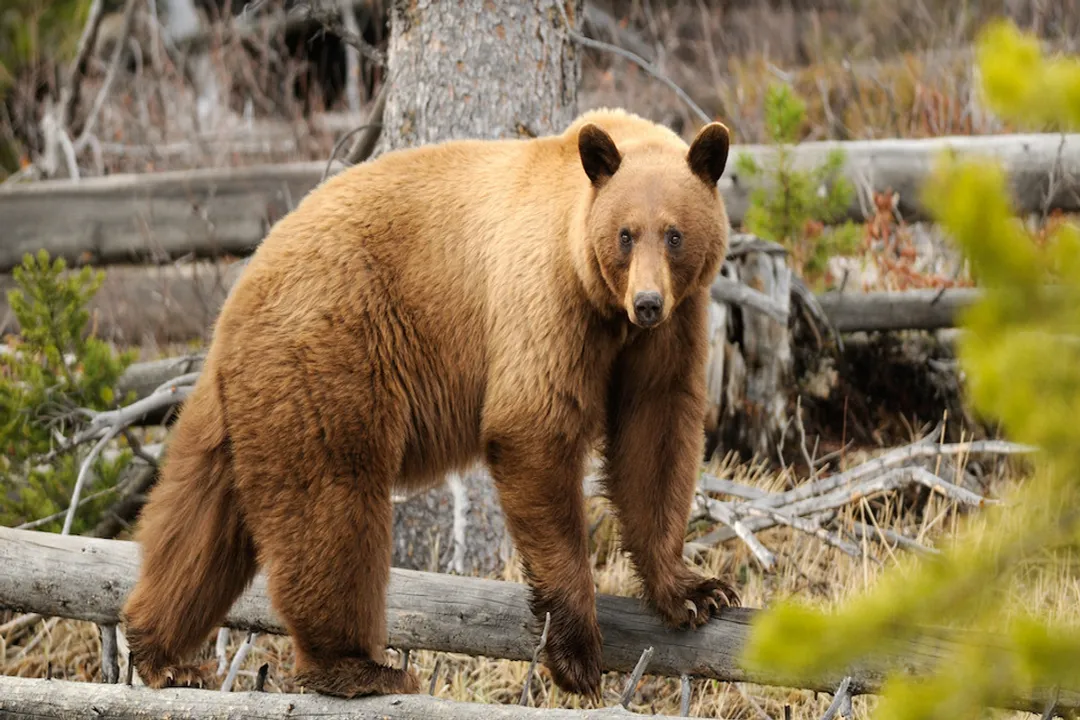 What are the characteristics of a cinnamon bear?, Identification Challenge