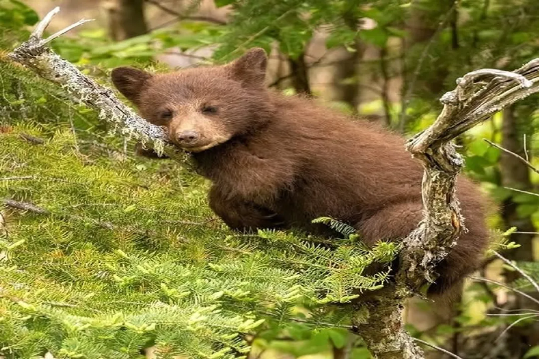 What are the characteristics of a cinnamon bear?, Color Variation