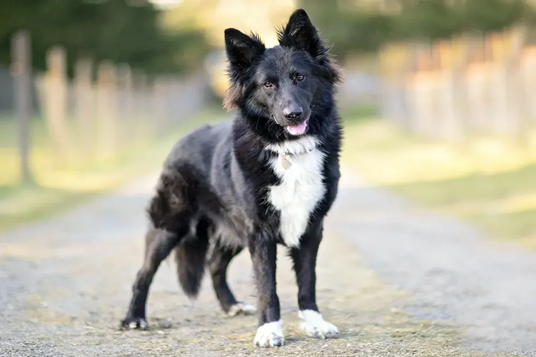 What are the characteristics of a Collie mix?, Core Characteristics Inherited