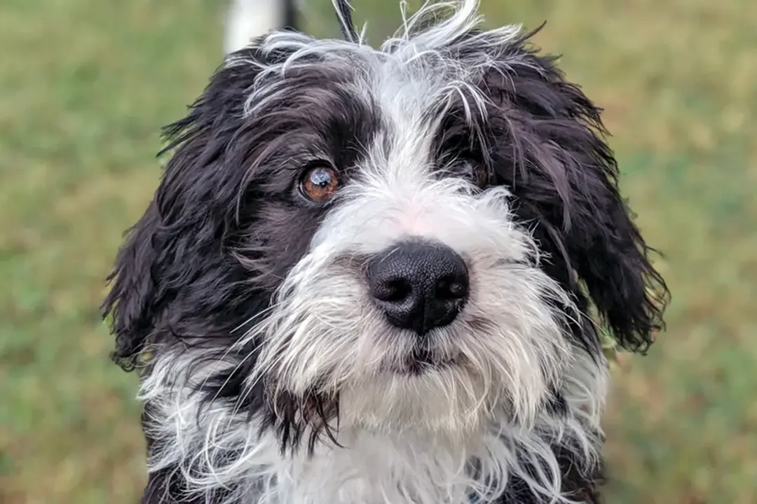 What are the characteristics of a Collie mix?, The Reality of Ownership