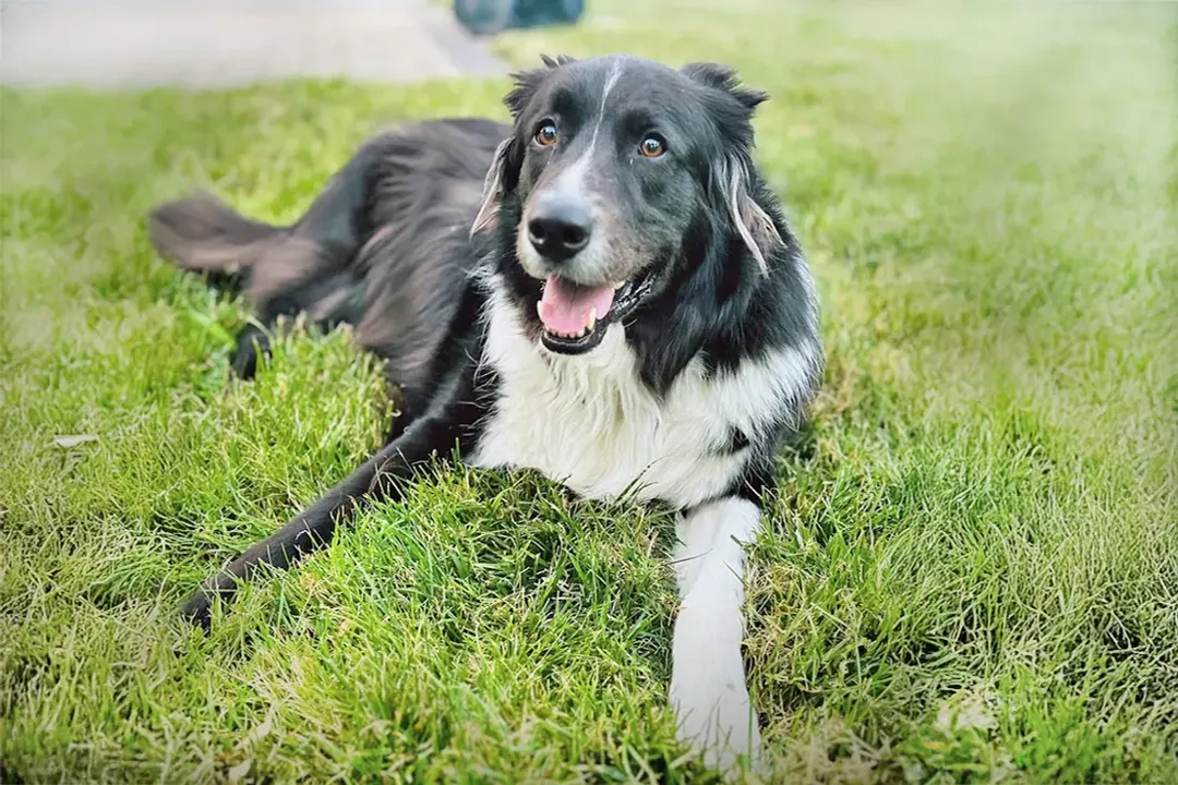 What are the characteristics of a Collie mix?, Appearance and Grooming Variability