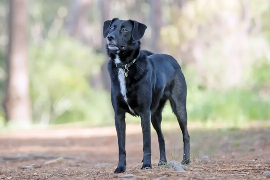 What are the characteristics of a Collie mix?, Profiles of Popular Combinations