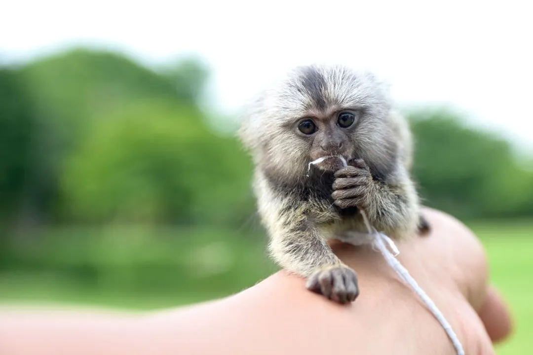 What are the characteristics of a finger monkey?